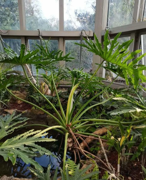 长得比较高的植物有哪些