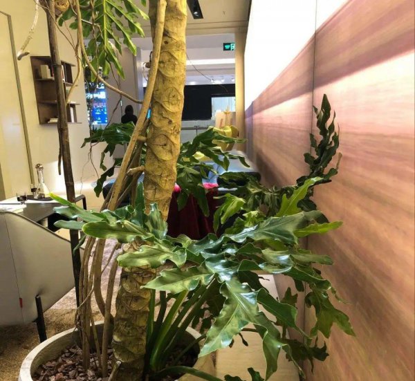 长得比较高的植物有哪些