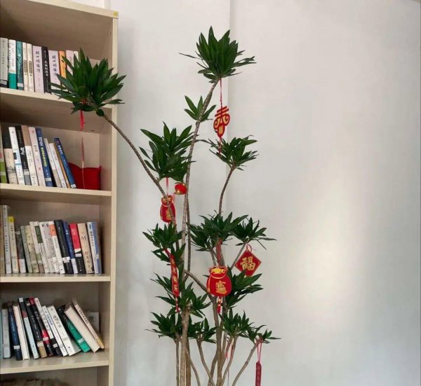 长得比较高的植物有哪些