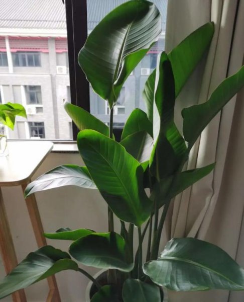长得比较高的植物有哪些