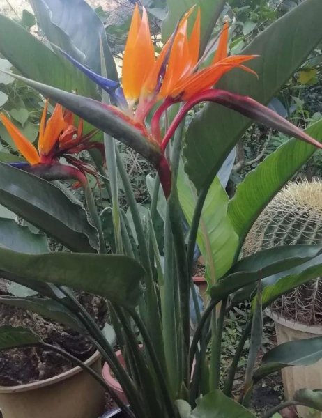 长得比较高的植物有哪些