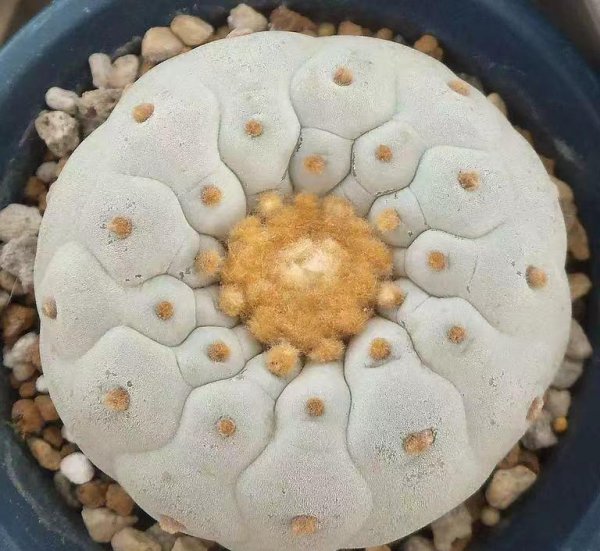仙人球能不能晒太阳