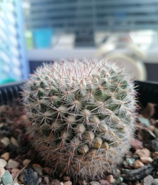 仙人球能不能晒太阳
