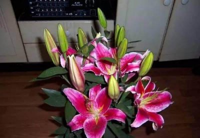 室内不能养的花有哪些 盘点9种不但有毒还招来霉运花卉