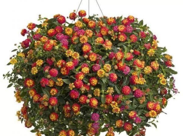 室内不能养的花有哪些