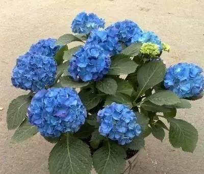 室内不能养的花有哪些