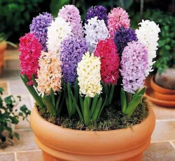 室内不能养的花有哪些