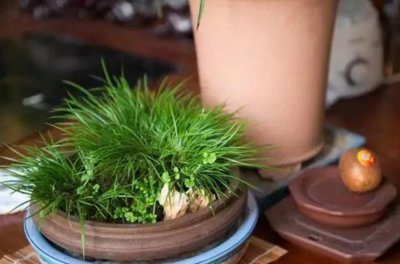 春天适合做盆景的花有哪些 5种盆景植物推荐