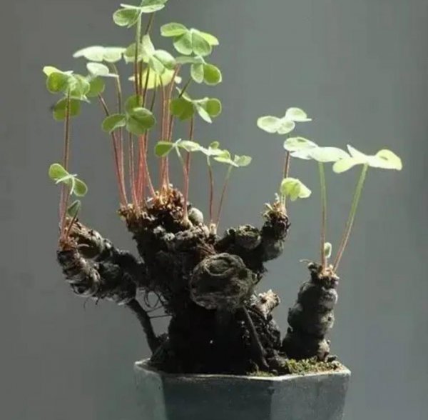 春天适合做盆景的花有哪些