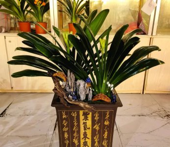 什么植物喜欢喝啤酒水 盘点3种喝酒就疯长的花卉