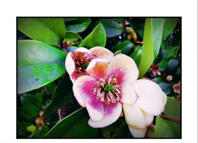 含笑花盆栽怎么种植 有关含笑花盆栽养护方法