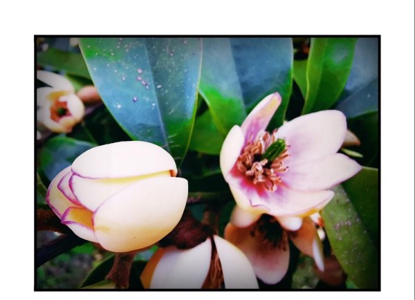 含笑花盆栽怎么种植