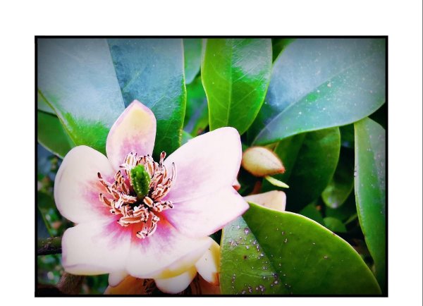 含笑花盆栽怎么种植