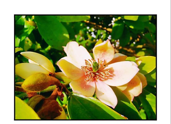含笑花盆栽怎么种植