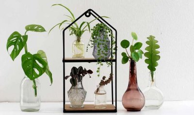 哪些植物适合水培扦插 室内盆栽绿植适合水培扦插繁殖绿植推荐