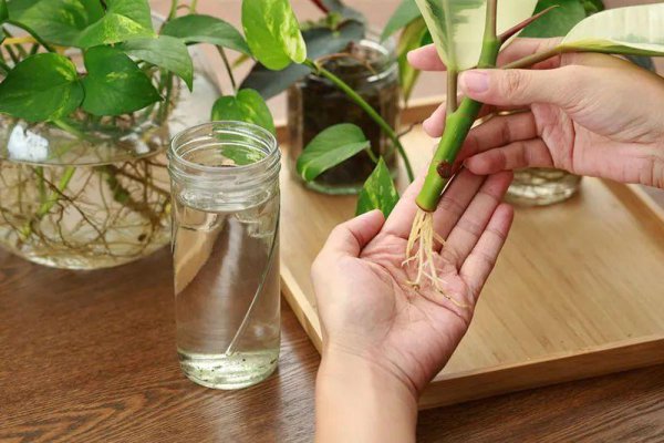 哪些植物适合水培扦插