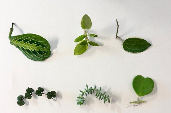 哪些植物适合水培扦插
