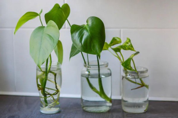 哪些植物适合水培扦插