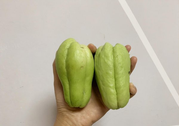 佛手瓜留种怎么留