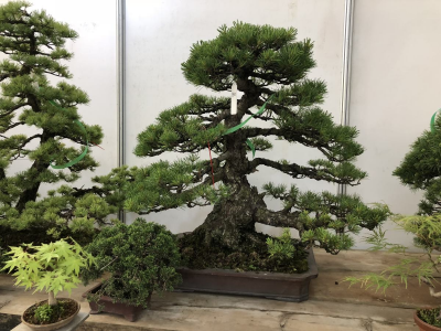 盆景制作的十忌七宜 初学盆景制作步骤