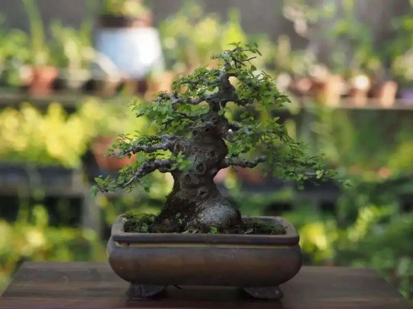 盆景制作的十忌七宜