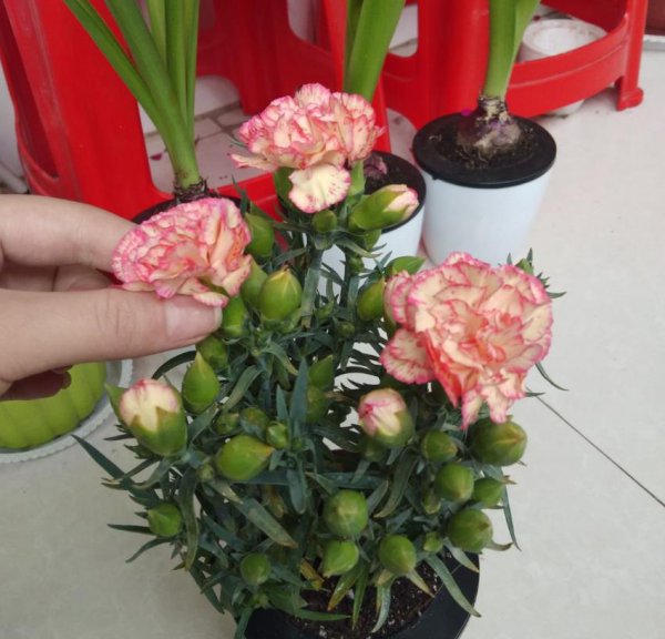 康乃馨盆栽怎么种植