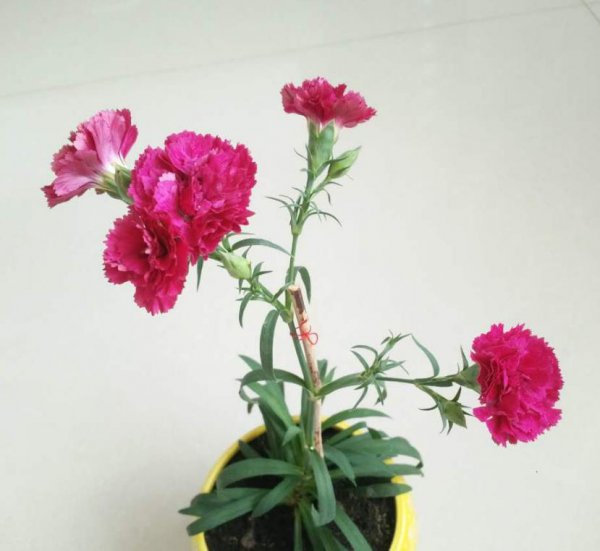康乃馨盆栽怎么种植