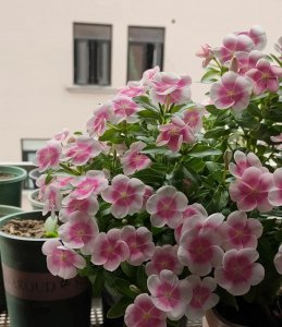 一年四季都开花的花卉盆栽有哪些 盘点常见的5种开花一整年的花卉