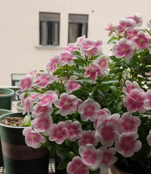 一年四季都开花的花卉盆栽有哪些
