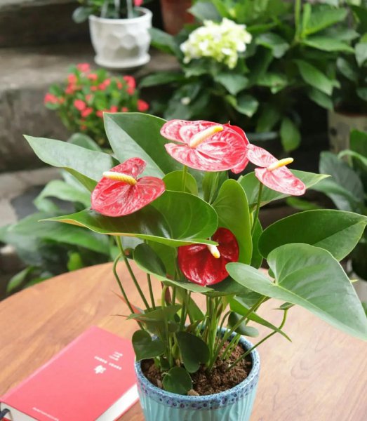 一年四季都开花的花卉盆栽有哪些