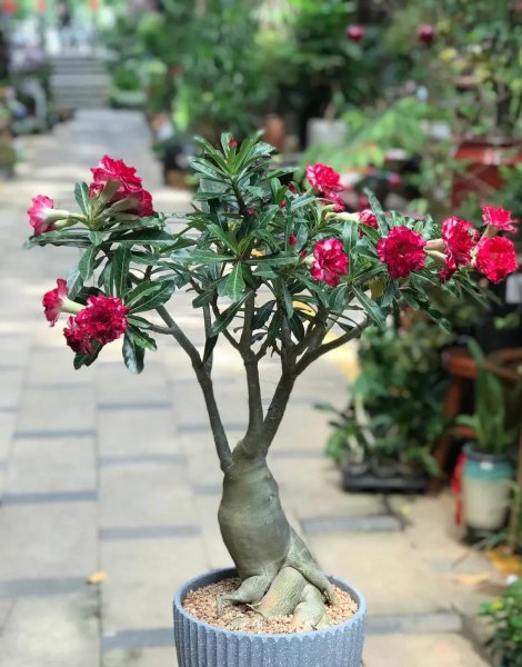 一年四季都开花的花卉盆栽有哪些