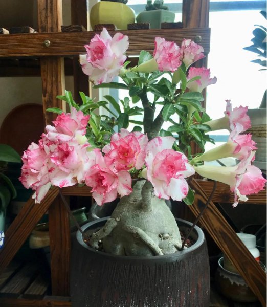一年四季都开花的花卉盆栽有哪些