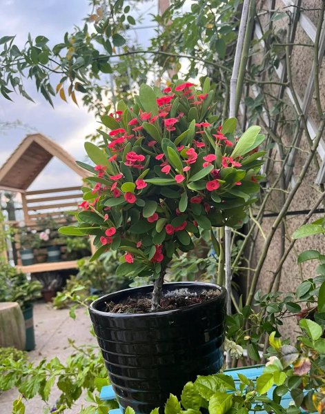 一年四季都开花的花卉盆栽有哪些