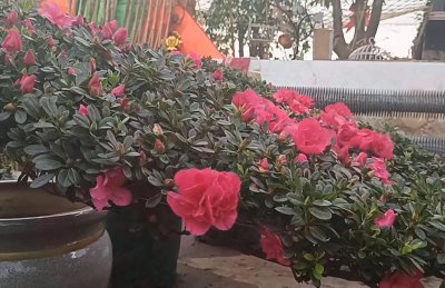 杜鹃花和山茶花有什么区别 有关想着差异介绍
