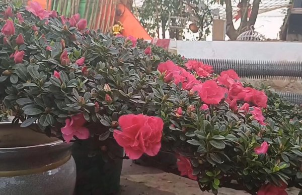 杜鹃花和山茶花有什么区别