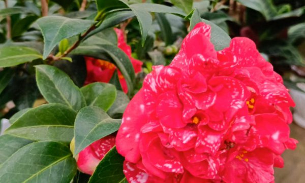 杜鹃花和山茶花有什么区别