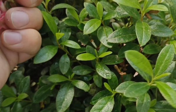 杜鹃花和山茶花有什么区别