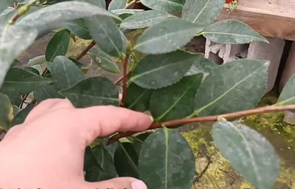 杜鹃花和山茶花有什么区别