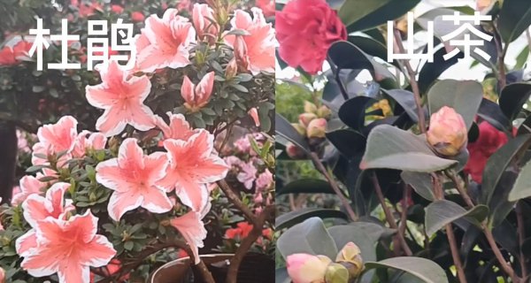 杜鹃花和山茶花有什么区别
