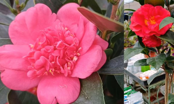 杜鹃花和山茶花有什么区别