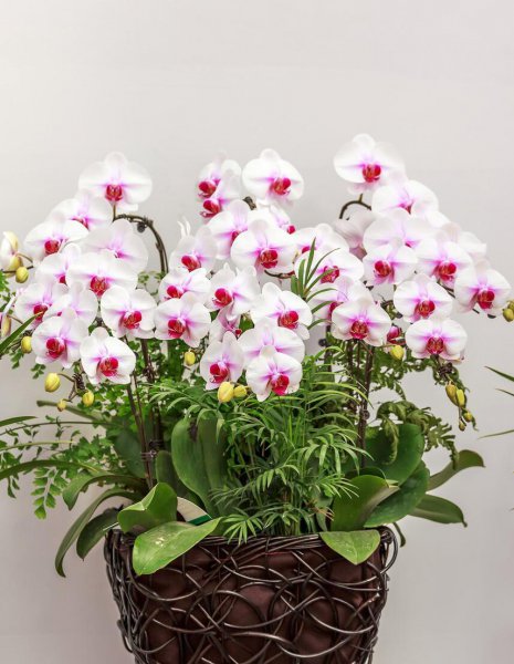 蝴蝶花有哪些