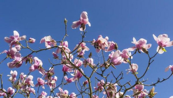 蝴蝶花有哪些
