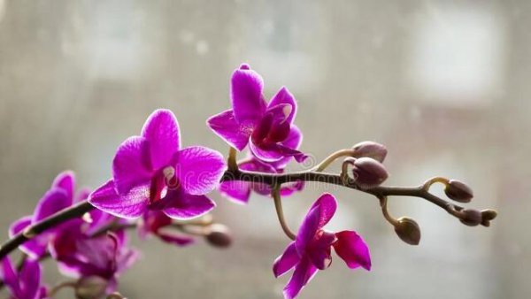 蝴蝶花有哪些