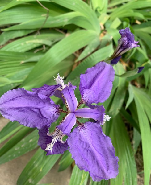 蝴蝶花有哪些