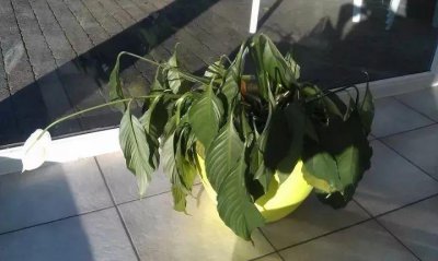 刚买的盆栽枝叶和花朵都蔫了怎么办 详解到手萎蔫的植物恢复方法
