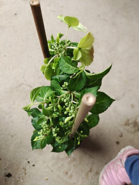 刚买的盆栽枝叶和花朵都蔫了怎么办