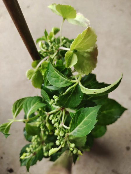 刚买的盆栽枝叶和花朵都蔫了怎么办