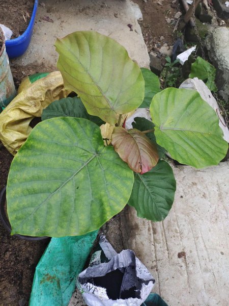 刚买的盆栽枝叶和花朵都蔫了怎么办