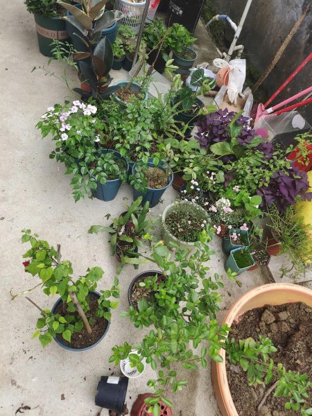 刚买的盆栽枝叶和花朵都蔫了怎么办