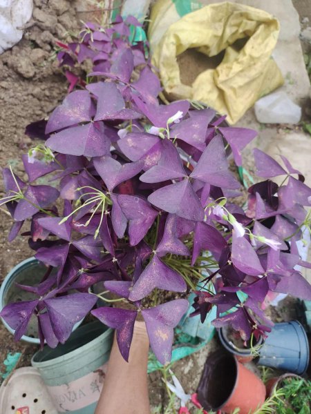 刚买的盆栽枝叶和花朵都蔫了怎么办
